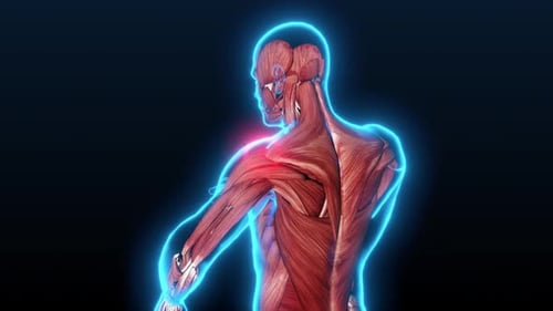 3D Human Body Muscular System with Shoulder and Back Pain