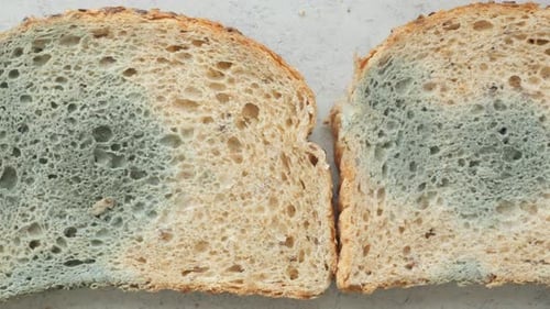 Bread Shows Signs of Mold Growth After Storage
