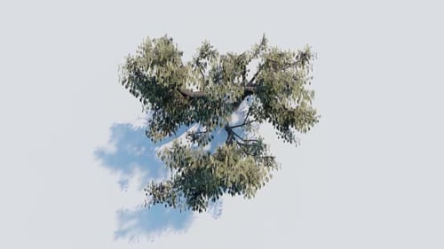 Blick von oben auf den üppigen grünen Baum