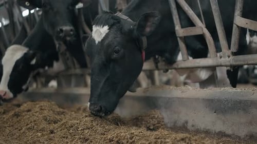 Cows Eating Food in Barn