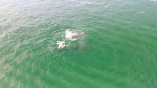 Scenic View Of Humpback Whales Swimming At The Pacific Ocean I - aerial shot