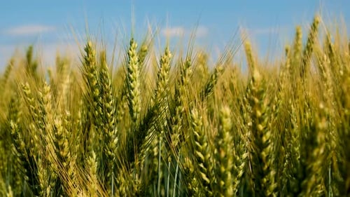Weizen wächst auf dem Feld (selektiver Fokus)