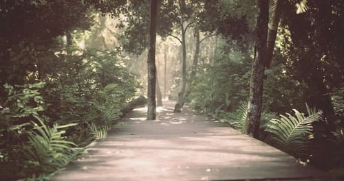 Serene Wooden Pathway Through Lush Green Forest in Soft Natural Light