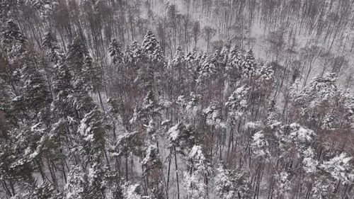 Aerial view of a dense forest covered in fresh snow during winter. Tall evergreen and deciduous