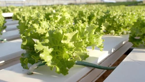 Growing hydroponic lettuce in greenhouse, showcasing sustainable farming methods, copy space