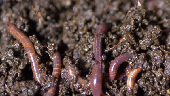 California red earthworm, they are humus makers, Nature Stock Footage ...