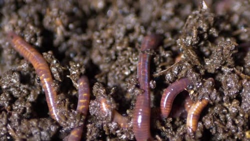 Kalifornischer roter Regenwurm, sie sind Humusproduzenten
