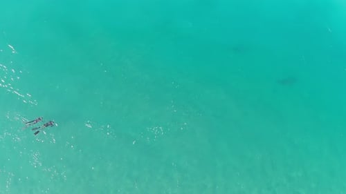 A drone view of sharks swimming in clear water, Hadera in Israel