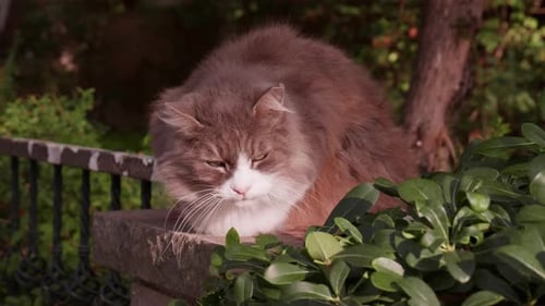 Gray and White Street Cat With Green Eyes Resting in the Sun