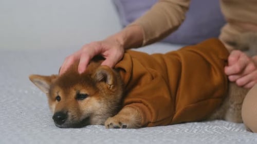 Woman Petting Shiba Inu Puppy in Hoodie