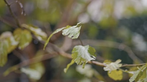 Raindrops fall on the street, leaves, trees, forest.