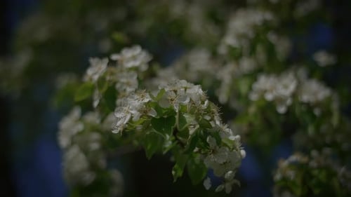 White Flowers of a Cherry Blossom on a Cherry Tree in Spring Season