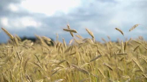 Field of ripening wheat in wind. Medium shot.