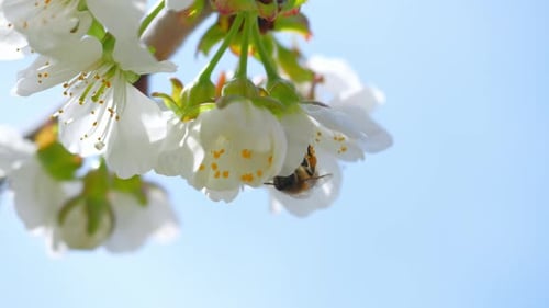 Honey Bee Pollinating Cherry Flowers