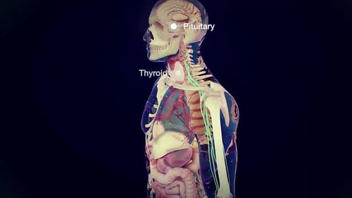 3D Human Endocrine System Anatomy with Labeled Glands