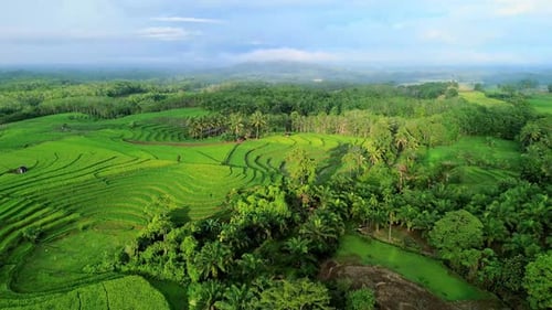 Beautiful morning view indonesia panorama landscape paddy fields with beauty color and sky natural