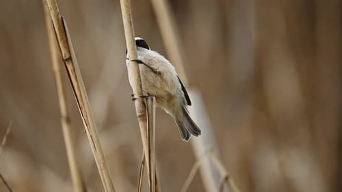 Little Bird Remiz Sits On A Reed