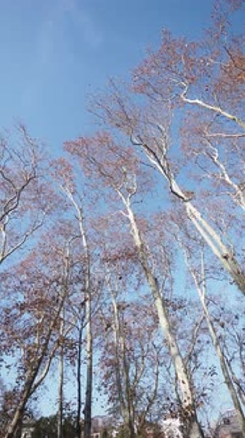 Tall Trees Reaching Towards a Clear Blue Sky in Autumn