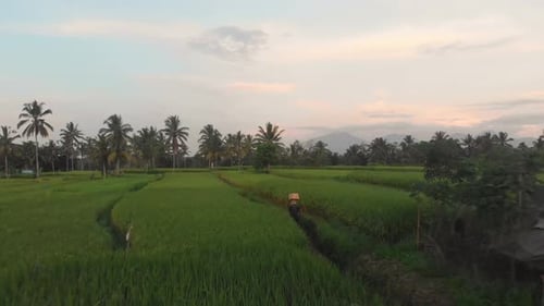 Aerial view of people working in rice paddies during sunrise, Bali, Indonesia