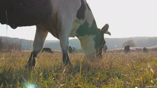 Cow Eating Fresh Green Grass at Lawn Herd of Cattle Grazing on Pasture Beautiful Landscape of