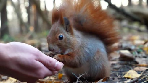 Cute Squirrel Eating From a Hand in Forest