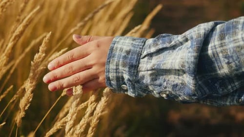 Woman Hand Touching a Golden Wheat Ear in the Wheat Field Wearing Blue Checkered Shirt Closeup