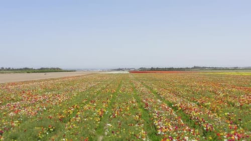 Rows of Buttercups in full bloom and in various colors, Aerial view