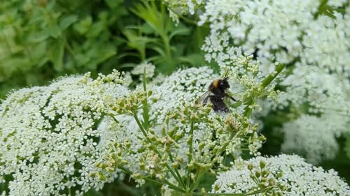 Bumble bee climbing on flower, then flying away, close up