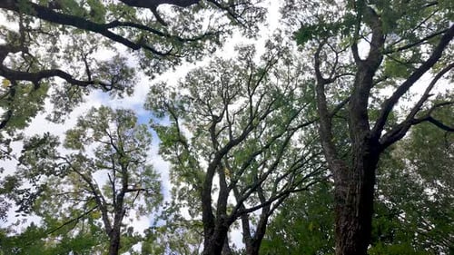 Green tree canopy showing branches against sky