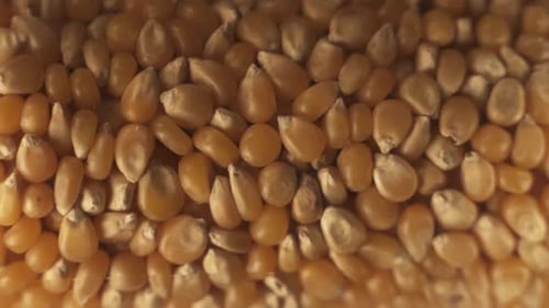 Close up shot of many rotating golden maize kernels on platform
