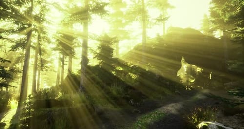 Morning Sunlight Filters Through Trees in a Peaceful Forest