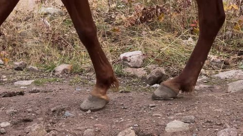 Close Up of Horse's Legs and Hooves Walking on a Trail