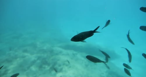 Underwater view of schooling fish swimming in the sea.