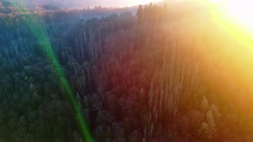 Silhouettes of Coniferous Trees in a Forest in Hilly Valley Against the Background of a Bright Sun