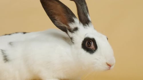 Rabbit Close-up on Plain Background
