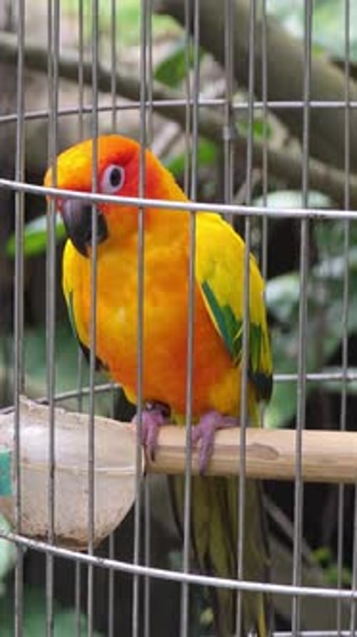Perroquet Sun Conure vibrant perché dans une cage métallique avec fond de feuillage tropical