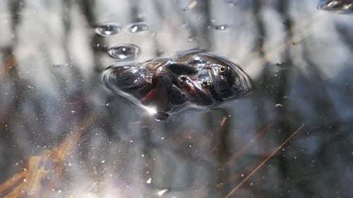 Frogs Mating in Pond Water Close Up
