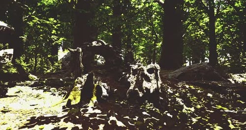 Sunlight Filtering Through Trees in a Lush Forest with Ancient Roots