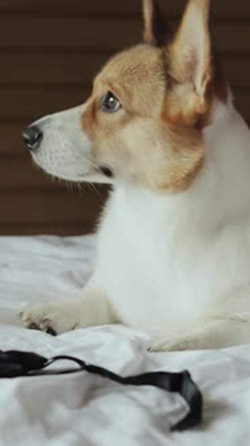 Cute Corgi Dog Relaxing on White Bed