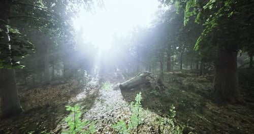 Sunlight Filters Through a Dense Forest Illuminating Natures Calm Beauty