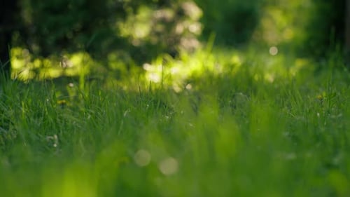 a Summer Dense Green Grass for Walking Animals Soft Shadows Sun Rays Through the Grass Grass at