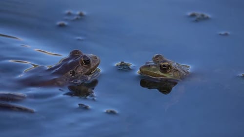 Frogs croaking in calm lake close up