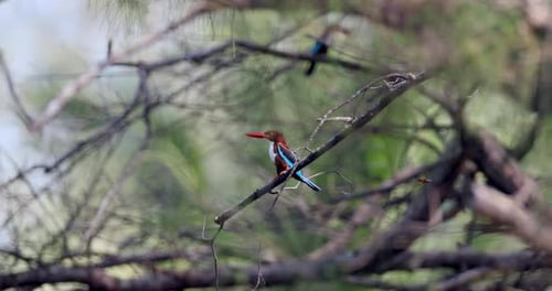 Whitethroated Kingfisher Perched on Branch Lush Forest Blurred
