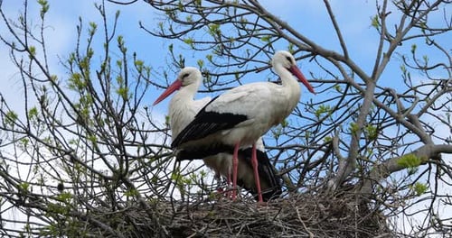 Couple of white storks (Ciconia ciconia), the Camargue, Southern France