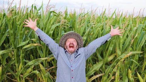 Farmer Shouting in Corn Field with Arms Raised