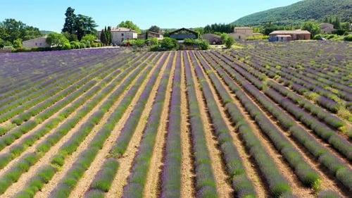 Lavendelfelder in voller Blüte mit leuchtend violetten Reihen unter der strahlenden Sonne im Sommer