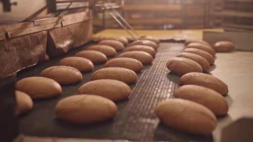 Loaves of bread on a production line in a bakery. Fragrant bread with a ruddy golden crust.