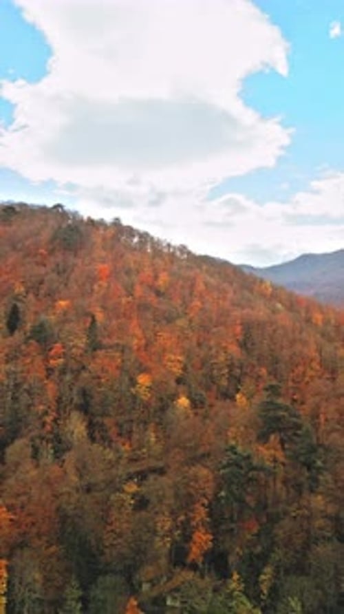 Autumn Forest Drone Vertical - 4K