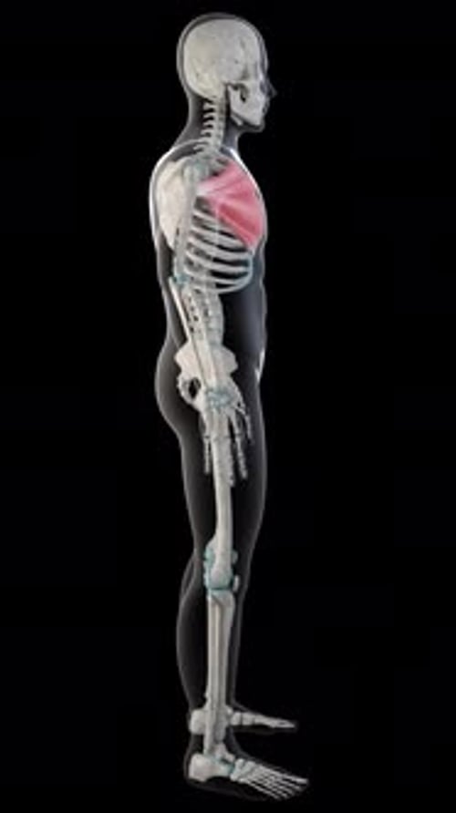 3D Anatomy Scan of Pectoral Muscles on Human Skeleton