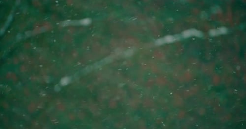 Strong snowfall in the forest landscape. Snowfall storm in the winter.